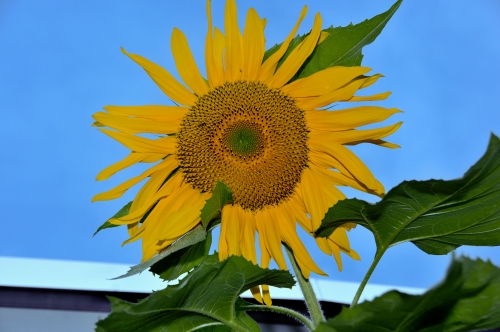 Giant Sunflower Contest